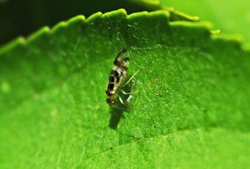 Graphopsocus cruciatus